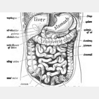 Kristin Grayce McGary - Holistic Keto for Gut Health