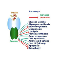 Dr. James Greenblatt - Integrative Medicine for Binge Eating