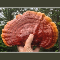 Paul Gaylon - Mushrooms as a Wellness Ally - A Timely Review