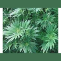 Bryan DAlessandro - The Power of Plant Medicine/CBD