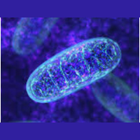 Natural Pharmacist Ross Pelton - Improve Your Health with Microcirculation