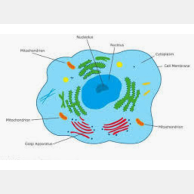 Sound Health Options - Ttmg  Sharry Edwards