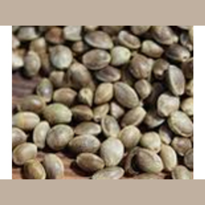 Sound Health Options - Ttmg  Sharry Edwards