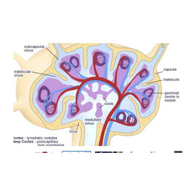 Sound Health Options - Ttmg  Sharry Edwards