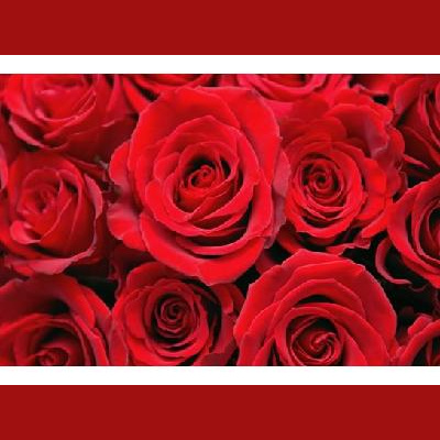 Sound Health Options - Ttmg  Sharry Edwards