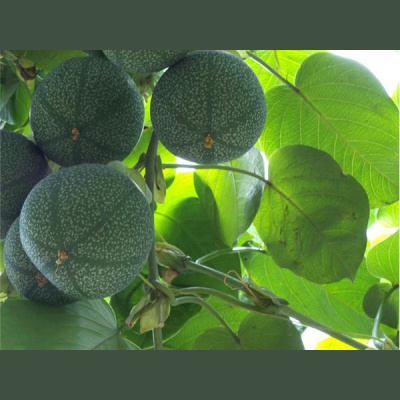 Sound Health Options - Ttmg  Sharry Edwards