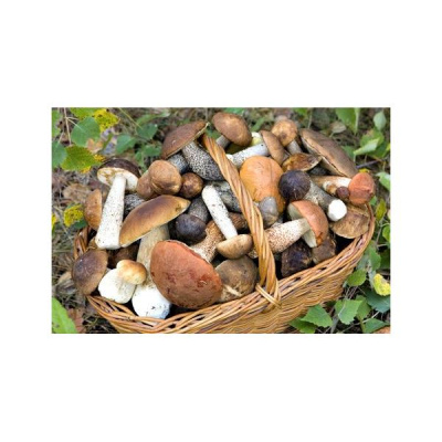 Sound Health Options - Ttmg  Sharry Edwards