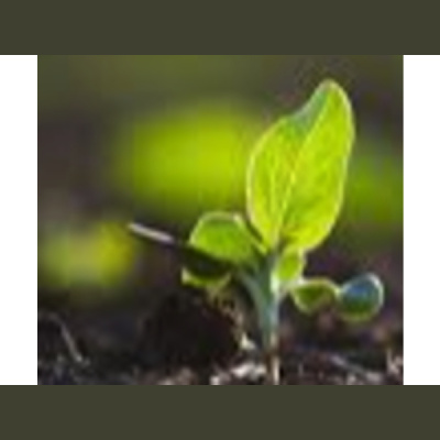 Sound Health Options - Ttmg  Sharry Edwards