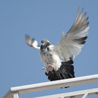 SVADHYAYA: Pigeon Edition on Transparent: Yoga and Everyday Life