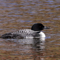 SVADHYAYA on Transparent: Yoga and Everyday Life