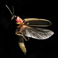 Embodiment without Body on Transparent: Yoga and Everyday Life