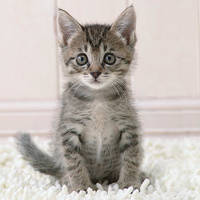 The Burden of Choice on Transparent: Yoga and Everyday Life