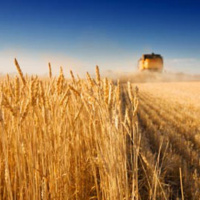 Episode #176: The Shocking Truth About Wheat