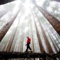 Forest Bathing, Sleep Hacking, Cell Phones  Water: The Underground Guide To Lowering Cortisol When Nothing Else Seems To Be Working.