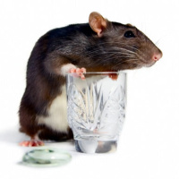 Are Vitamin C  Vitamin E Bad For You? Exercise When Youre Sick, Why Your Stomach Sticks Out, Alcohol Cravings, and More!