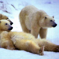 Episode #187: Does Cold Thermogenesis Work For Fat Loss?