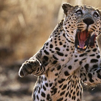 How To Crush The Beef Jerky In Your Quads