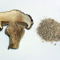 Cracking The Code On Natures Best Kept Secret: Medicinal Mushrooms.