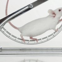 Episode #170: Is Aerobic Training Bad For You, How To Easily Measure Your Body Fat With Laser Accuracy, and Much More!