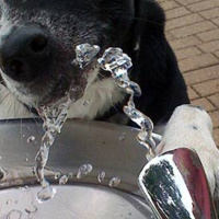 Foam Rolling 101, Collagen Confusion, Germs on Water Fountains And More!