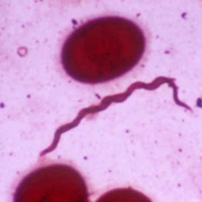 Ben Greenfield Fitness: Diet, Fat Loss And Performance