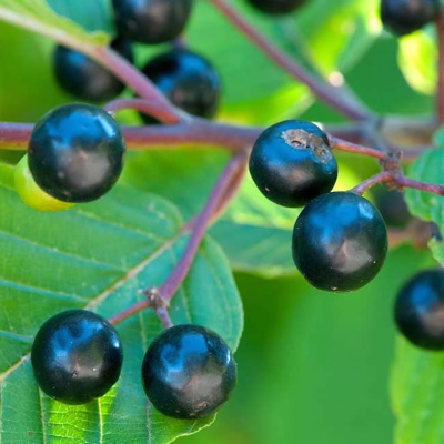 Ben Greenfield Fitness: Diet, Fat Loss And Performance