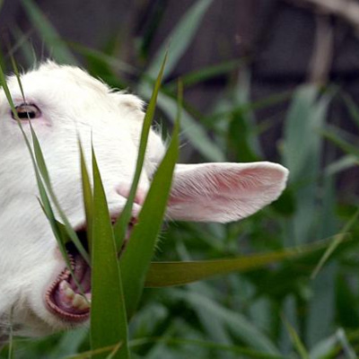 Ben Greenfield Fitness: Diet, Fat Loss And Performance