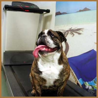 Ben Greenfield Fitness: Diet, Fat Loss And Performance