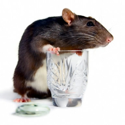 Ben Greenfield Fitness: Diet, Fat Loss And Performance