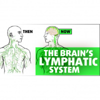 “Brain, Meet Lymphatic System” – A Biology Surprise