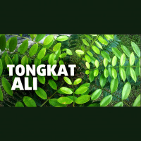 Tongkat Ali: Stress Relief for the Modern World