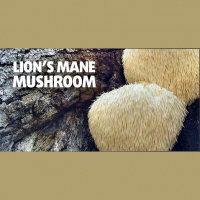 Lion’s Mane Mushroom