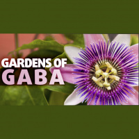 GABA: the Forgotten Neurotransmitter?