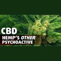 Cannabidiol: THC’s Legal Sibling