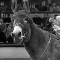 Episódio #126 - A Grande Testemunha