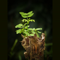 The Charmed Life, once become successful this ingredient is the difference between further growth or stagnation