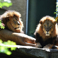 Queerness im Tierreich - Von schwulen Schafböcken und trans* Fischen