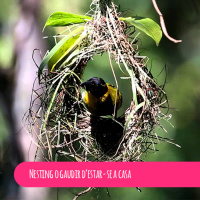 Nesting o gaudir d’estar-se a casa