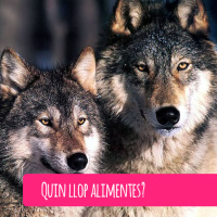 Quin llop alimentes?
