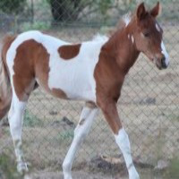 Com és una sessió dhipoteràpia