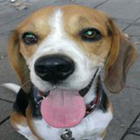 Per què els nens haurien de conviure amb gossos?