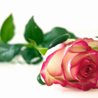 El Arquitecto del Amor (FdCpod 08)