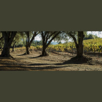Friends of the Pod Series -- Ep 253: Stu Smith of Smith-Madrone Vineyards Talks About 48 Years in Napa Valley