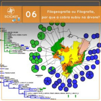 Filogeografia ou Filografia, por que a cobra subiu na árvore? (Ciência Sem Fio #06)