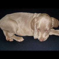 #172 - Auto - Reprogramação Emocional