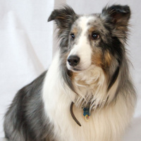 Goodbye My Friend: Losing a Pet