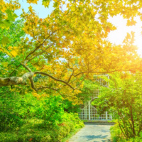 A alegria vem pela manhã - 08/04/2021