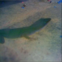 My Kamakaze Lizzard!