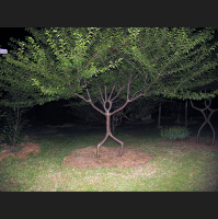 God Brought the Growth