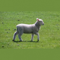 Food in the Bible: Lamb